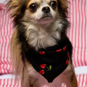 Bandana Pet Cherry - Preta